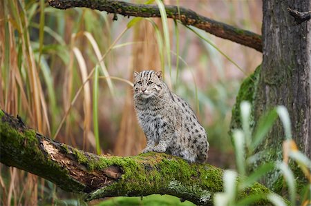 simsearch:700-08274241,k - Portrait of Fishing Cat (Prionailurus viverrinus) in Autumn, Germany Photographie de stock - Rights-Managed, Code: 700-08353346