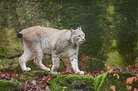 Portrait of Eurasian Lynx (Lynx lynx) in Autumn, Germany Photographie de stock - Rights-Managed, Code: 700-08353348