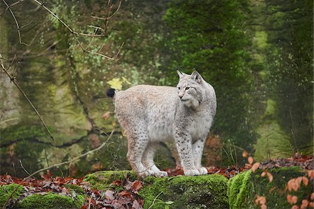 small cats side view - Portrait of Eurasian Lynx (Lynx lynx) in Autumn, Germany Stock Photo - Rights-Managed, Code: 700-08353349