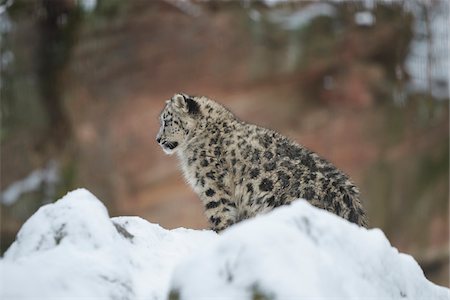 Portrait of Snow Leopard (Panthera uncia) Youngster in Winter, Germany Stock Photo - Rights-Managed, Code: 700-08353354
