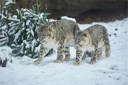 femelle - Portrait of Snow Leopard (Panthera uncia) Mother and Cub in Winter, Germany Photographie de stock - Rights-Managed, Code: 700-08353355