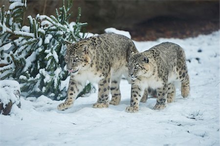 femelle - Portrait of Snow Leopard (Panthera uncia) Mother and Cub in Winter, Germany Foto de stock - Con derechos protegidos, Código: 700-08353355