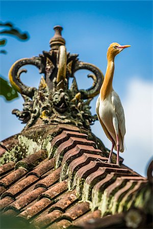 Portrait of cattle egret (small white heron) on rooftop, Petulu near Ubud, Bali, Indonesia Stock Photo - Rights-Managed, Code: 700-08385824