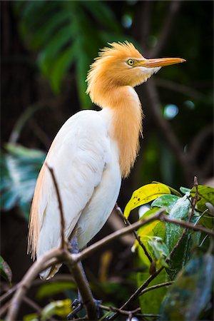 Portrait of cattle egret (small white heron) perched in tree, Petulu near Ubud, Bali, Indonesia Stockbilder - Lizenzpflichtiges, Bildnummer: 700-08385826