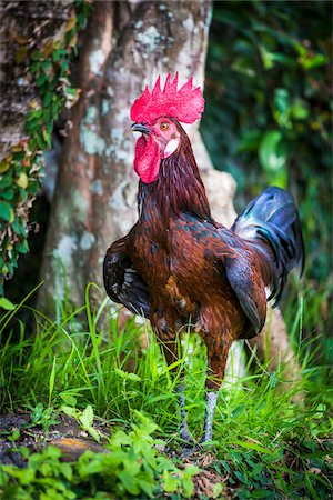 red bird feathers - Portrait of cockerel standing in grass, Ubud, Bali, Indonesia Stock Photo - Rights-Managed, Code: 700-08385829