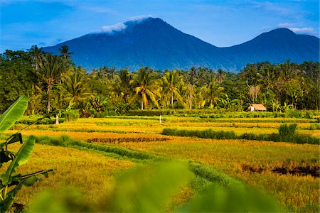 Gunung Batukaru from Rice Fields of Chau Village, Marga, Bali, Indonesia Stock Photo - Rights-Managed, Code: 700-08385904