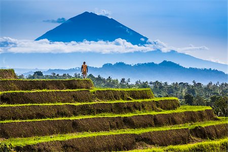 simsearch:700-08385928,k - Rice Terraces with Gunung Agung in the background, Jatiluwih, Bali, Indonesia Foto de stock - Con derechos protegidos, Código: 700-08385914