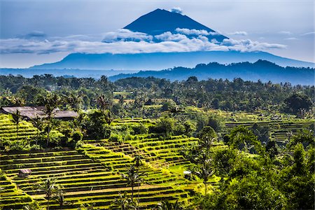 simsearch:700-08385935,k - Rice Terraces with Gunung Agung in the background, Jatiluwih, Bali, Indonesia Foto de stock - Con derechos protegidos, Código: 700-08385915