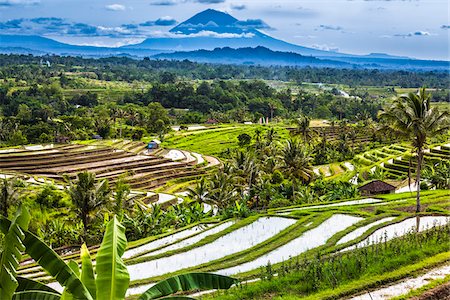 simsearch:700-08385935,k - Rice Terraces with Gunung Agung in the background, Jatiluwih, Bali, Indonesia Foto de stock - Con derechos protegidos, Código: 700-08385917