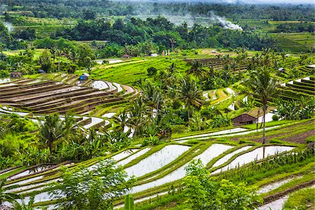 Overview of Rice Terraces, Jatiluwih, Bali, Indonesia Foto de stock - Con derechos protegidos, Código: 700-08385918