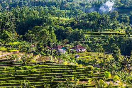 rice fields or rice farms - Overview of Rice Terraces, Jatiluwih, Bali, Indonesia Stock Photo - Rights-Managed, Code: 700-08385925