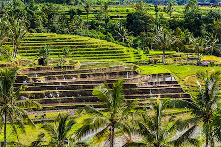 Overview of Rice Terraces, Jatiluwih, Bali, Indonesia Foto de stock - Con derechos protegidos, Código: 700-08385928