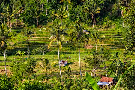 Overview of Rice Terraces, Jatiluwih, Bali, Indonesia Stockbilder - Lizenzpflichtiges, Bildnummer: 700-08385923