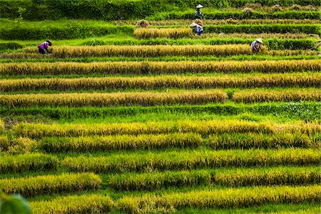 southeast asian (places and things) - Rice Harvesting, Kedampal, Bali, Indonesia Stock Photo - Rights-Managed, Code: 700-08385936