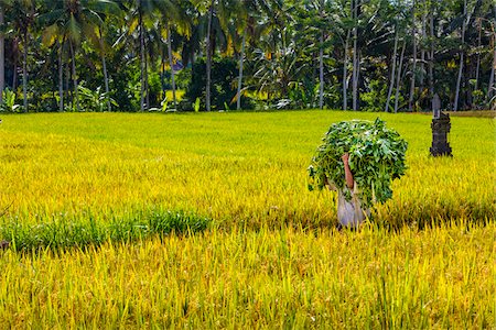 Worker in Rice Field, Junjungan near Ubud, Bali, Indonesia Stock Photo - Rights-Managed, Code: 700-08385937