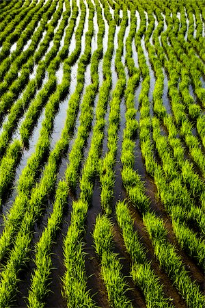 rizière - Rice Seedlings at Rice Terraces, Jatiluwih, Bali, Indonesia Photographie de stock - Rights-Managed, Code: 700-08385938