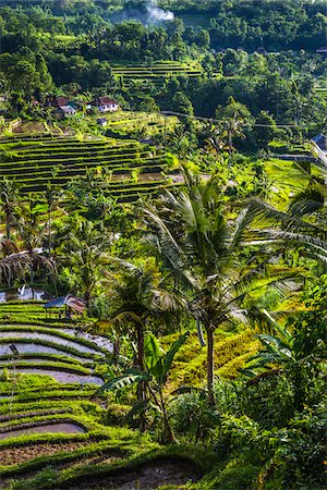 Overview of Rice Terraces, Jatiluwih, Bali, Indonesia Stockbilder - Lizenzpflichtiges, Bildnummer: 700-08385930