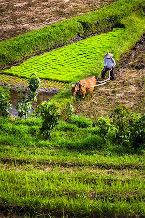 simsearch:700-09134682,k - Plowing Rice Field with Cow, Jatiluwih, Bali, Indonesia Stockbilder - Lizenzpflichtiges, Bildnummer: 700-08385932