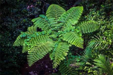 Fern, Ubud, Bali, Indonesia Photographie de stock - Rights-Managed, Code: 700-08385949