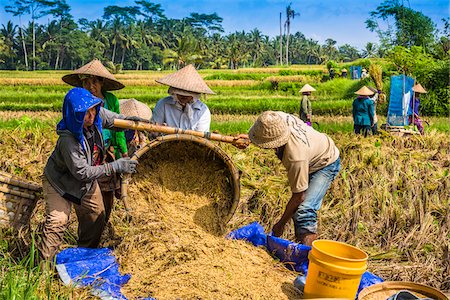 petulu - Rice Harvesting, Petulu near Ubud, Bali, Indonesia Stock Photo - Rights-Managed, Code: 700-08385942