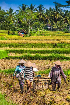 Rice Harvesting, Petulu near Ubud, Bali, Indonesia Stock Photo - Rights-Managed, Code: 700-08385943