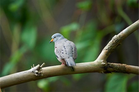 Close-up of a Croaking Ground Dove (Columbina cruziana) in autumn, Germany Stock Photo - Rights-Managed, Code: 700-08386094