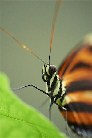 simsearch:859-07961775,k - Close-up portrait of a Tiger Longwing (Heliconius hecale) Fotografie stock - Rights-Managed, Codice: 700-08386096