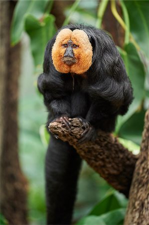 Close-up portrait of a White-faced Saki (Pithecia pithecia) in autumn Foto de stock - Con derechos protegidos, Código: 700-08386099