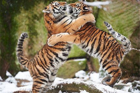ehrfurchtgebietend - Close-up of two young Siberian tigers (Panthera tigris altaica) playing in snow in winter Stockbilder - Lizenzpflichtiges, Bildnummer: 700-08386107