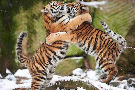 säugetier - Close-up of two young Siberian tigers (Panthera tigris altaica) playing in snow in winter Stockbilder - Lizenzpflichtiges, Bildnummer: 700-08386107