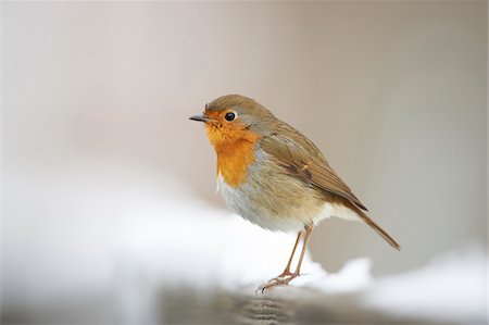 simsearch:700-06758268,k - Close-up of a European robin (Erithacus rubecula) on a snowy winter day, Bavaria, Germany Stock Photo - Rights-Managed, Code: 700-08386110