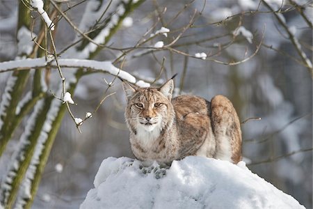 Close-up portrait of a Eurasian lynx (Lynx lynx) on a snowy winter day, Bavaria, Germany Stock Photo - Rights-Managed, Code: 700-08386123