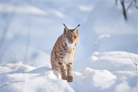simsearch:700-07148177,k - Close-up portrait of a Eurasian lynx (Lynx lynx) on a snowy winter day, Bavarian Forest, Bavaria, Germany Stock Photo - Rights-Managed, Code: 700-08386135