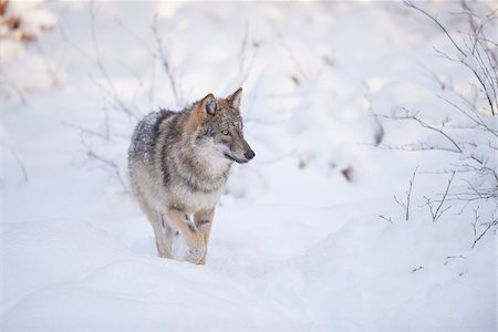 Close-up of a Eurasian wolf (Canis lupus lupus) walking in snow in winter, Bavarian Forest, Bavaria, Germany Foto de stock - Con derechos protegidos, Código: 700-08386138