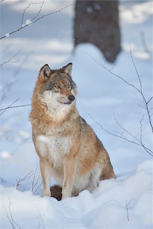 Close-up portrait of a Eurasian wolf (Canis lupus lupus) on a snowy winter day, Bavarian Forest, Bavaria, Germany Stock Photo - Rights-Managed, Code: 700-08386130