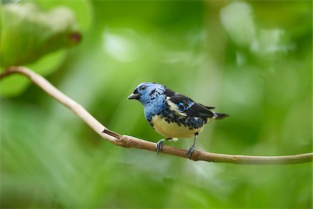 perception - Close-up of a turquoise tanager (Tangara mexicana) in autumn, Germany Stock Photo - Rights-Managed, Code: 700-08386145