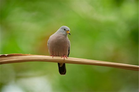 Close-up of a Croaking Ground-Doven (Columbina cruziana) in autumn, Germany Photographie de stock - Rights-Managed, Code: 700-08386148