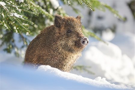 simsearch:700-07204064,k - Close-up portrait of a wild boar (Sus scrofa) on a snowy winter day, Bavarian Forest, Bavaria, Germany Stock Photo - Rights-Managed, Code: 700-08386141