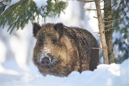 simsearch:700-07612807,k - Close-up portrait of a wild boar (Sus scrofa) on a snowy winter day, Bavarian Forest, Bavaria, Germany Photographie de stock - Rights-Managed, Code: 700-08386143