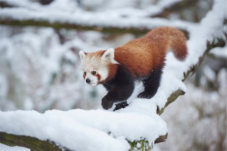 red pandas - Red panda (Ailurus fulgens) walking on a snow coverd tree branch in winter, Germany Stock Photo - Rights-Managed, Code: 700-08386153