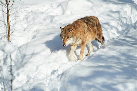 simsearch:700-06732731,k - Eurasian wolf (Canis lupus lupus) walking in snow in winter, Bavarian Forest, Bavaria, Germany Photographie de stock - Rights-Managed, Code: 700-08386160