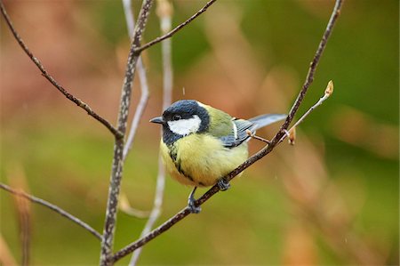 simsearch:700-06486597,k - Close-up of European Great Tit (Parus major) in Bavarian Forest in Spring, Bavaria, Germany Photographie de stock - Rights-Managed, Code: 700-08519396