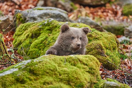 Portrait of Eurasian Brown Bear (Ursus arctos arctos) Cub in Bavarian Forest in Spring, Bavaria, Germany Stock Photo - Rights-Managed, Code: 700-08519399
