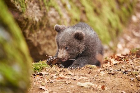 simsearch:700-08519422,k - Close-up of Eurasian Brown Bear (Ursus arctos arctos) Cub in Bavarian Forest in Spring, Bavaria, Germany Foto de stock - Con derechos protegidos, Código: 700-08519392