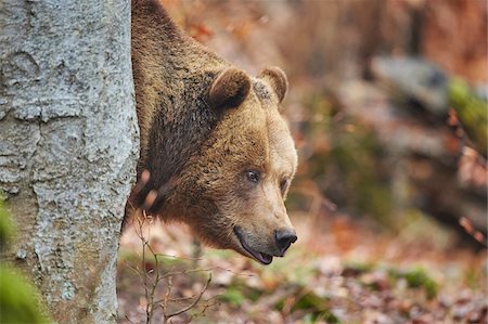 simsearch:700-07672189,k - Portrait of Eurasian Brown Bear (Ursus arctos arctos) in Bavarian Forest in Spring, Bavaria, Germany Photographie de stock - Rights-Managed, Code: 700-08519404