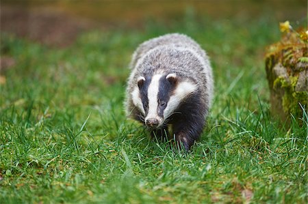 Portrait of European Badger (Meles meles) in Spring, Wildpark Schwarze Berge, Lower Sazony, Germany Photographie de stock - Rights-Managed, Code: 700-08519409