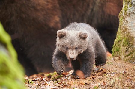 simsearch:700-08519445,k - Portrait of Eurasian Brown Bear (Ursus arctos arctos) Cub in Bavarian Forest in Spring, Bavaria, Germany Photographie de stock - Rights-Managed, Code: 700-08519400