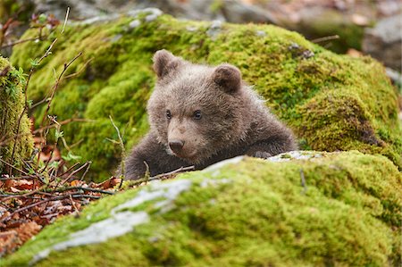 simsearch:700-08519452,k - Portrait of Eurasian Brown Bear (Ursus arctos arctos) Cub in Bavarian Forest in Spring, Bavaria, Germany Photographie de stock - Rights-Managed, Code: 700-08519401