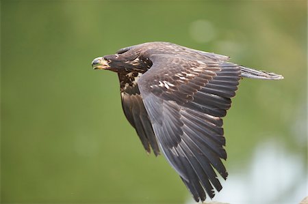 Close-up of Golden Eagle (Aquila chrysaetos) in Flight in Spring, Wildpark Schwarze Berge, Lower Saxony, Germany Stockbilder - Lizenzpflichtiges, Bildnummer: 700-08519416