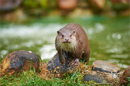 simsearch:700-09245599,k - Portrait of Eurasian River Otter (Lutra lutra) in Spring, Wildpark Schwarze Berge, Lower Saxony, Germany Stock Photo - Rights-Managed, Code: 700-08519411